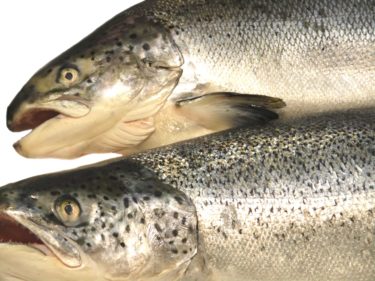 冷凍した鮭の賞味期限は？生鮭や加工した鮭の賞味期限について