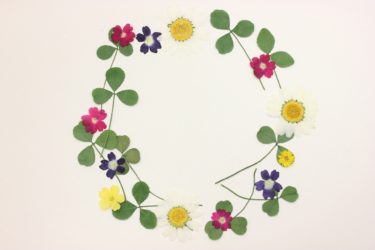 押し花の作り方【クローバー】簡単な作り方と綺麗に保存する方法